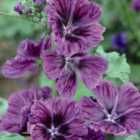 Thompson & Morgan Malva Sylvestris Mystic Merlin 1 Seed Packet (40 Seeds)
