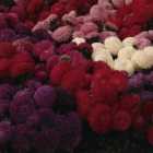 Thompson & Morgan Aster Carpet Ball Mixed 1 Seed Packet (185 Seeds)