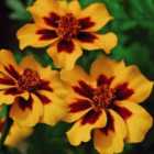Thompson & Morgan Marigold Naughty Marietta Rhs Kids 1 Packet (100 Seeds)