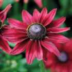 Thompson & Morgan Rudbeckia Cherry Brandy 1 Seed Packet (50 Seeds)