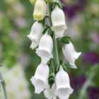 Thompson & Morgan Foxglove Cub 1 Seed Packet (75 Seeds)