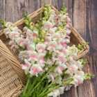 Thompson & Morgan Antirrhinum majus Apple Blossom Potomac F1 1 Seed Packet