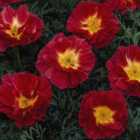 Thompson & Morgan Californian Poppy Cherry Swirl 1 Packet (125 Seeds)