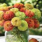 Thompson & Morgan Zinnia elegans Queeny Mixed FOTY 1 Packet (15 Seeds)