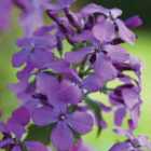 Thompson & Morgan Wildflower Honesty (Lunaria Annua) 1 Seed Packet (50 Seeds)