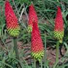 Thompson & Morgan Red Hot Poker (Kniphofia) Traffic Lights 1 Seed Packet (20 Seeds)