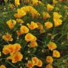 Thompson & Morgan Eschscholzia Mexicana Sun Shades 1 Seed Packet (100 Seeds)