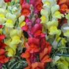 Thompson & Morgan Antirrhinum Nanum Frosted Flames 1 Seed Packet (60 Seeds)