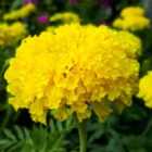 Thompson & Morgan Marigold Discovery Series F1 Hybrid Yellow 1 Seed Packet (20 Seeds)