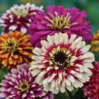 Thompson & Morgan Zinnia Elegans Whirlygig Mixed 1 Packet (75 Seeds)