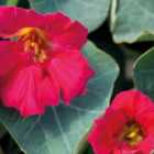 Thompson & Morgan Tropaeolum ( Nasturtum ) minus Baby Deep Rose 1 Seed Packet
