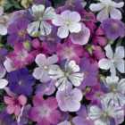 Thompson & Morgan Geranium Reflections 1 Seed Packet (10 Seeds)