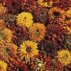 Thompson & Morgan Rudbeckia Cherokee Sunset 1 Packet (40 Seeds)