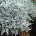 Thompson & Morgan Senecio Cineraria Silver Dust 1 Packet (150 Seeds)