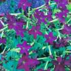 Thompson & Morgan Nicotiana Perfume Deep Purple F1 Hybrid 1 Packet (40 Seeds)