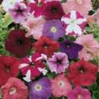 Thompson & Morgan Petunia Colour Parade Mixed F1 Hybrid 1 Seed Packet (100 Seeds)