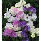 Thompson & Morgan Sweet Pea Scent Infusion - 1 Seed Packet (25 Seeds)