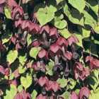 Thompson & Morgan Rhodochiton Atrosanguineum 1 Seed Packet (10 Seeds)
