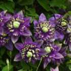 Thompson & Morgan Clematis Taiga 3 Litre Potted Plant x 1