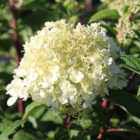 Thompson & Morgan Hydrangea paniculata Bobo 3.6 Litre Potted Plant x 2
