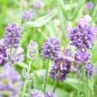 Thompson & Morgan Lavandula angustifolia Dwarf Blue 9cm Potted Plants x 3