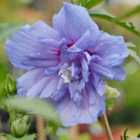 Thompson & Morgan Hibiscus syriacus Blue Chiffon 9cm Potted Plant x 2