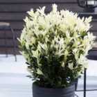 Thompson & Morgan Euonymus Himalaya, Evergreen Spindle, Japanese Spindle Tree 9cm Pot x 3