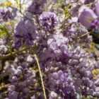 Thompson & Morgan Wisteria Amethyst Falls 4 Litre Potted Plant x 1