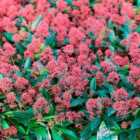 Thompson & Morgan Shrub - Skimmia Japonica Rubella 9cm Potted Plant x 2