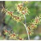 Thompson & Morgan Hamamelis x intermedia (Witch Hazel) Pallida 9cm Pot x 1