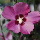 Thompson & Morgan Hibiscus syriacus Woodbridge 9cm Pot x 1
