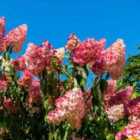 Thompson & Morgan Hydrangea Vanilla Fraise 8cm Potted Plant x 2 + 2 Patio Potted Plant Dark Grey