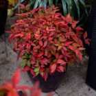 Thompson & Morgan Nandina Domestica Blush Pink Noble 3.6 Litre Potted Plant x 2