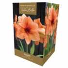 Taylors Bulbs Amaryllis Premium Gift Rilona