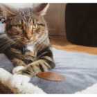 Snug & Cosy Novara Grey Blanket - Medium