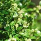 Thompson & Morgan Buxus Sempervirens 9cm Potted Plant x 15