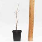 Thompson & Morgan Carolina Allspice (Calycanthus floridus) 9cm Potted Plant x 2