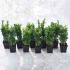 Thompson & Morgan Buxus Sempervirens 9cm Potted Plant x 20