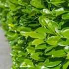 Thompson & Morgan Prunus laurocerasus Rotundifolia (Cherry Laurel) 3.5 Litre Potted Plant x 1