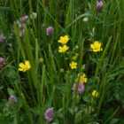 Harrowden Turf Traditional Meadowmat 10sqm