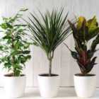 Thompson & Morgan Nurserymans Choice Houseplant Mix 12cm Potted Plant x 9