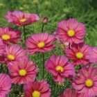 Thompson & Morgan Cosmos bipinnatus Xsenia 1 Packet (25 Seeds)