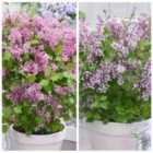 Thompson & Morgan Scented Lilac Syringa Meyeri Flowerfesta Duo Collection - 4 Plants