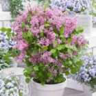 Thompson & Morgan Syringa (Lilac) meyeri Flowerfesta Pink 9cm Potted Plant x 2