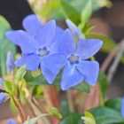 Thompson & Morgan Vinca minor 9cm Potted Plant x 2