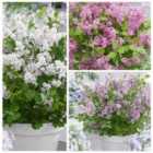Thompson & Morgan Syringa (Lilac) meyeri Flowerfesta Collection 9cm Potted Plant x 3