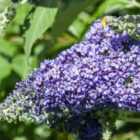 Thompson & Morgan Buddleja Lochinch 9cm Potted Plant x 3