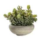 Crossland Grove Sedum Green W/ Cement Bowl Large 180X180X230Mm