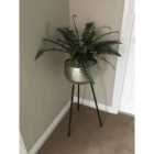Artificial Boston Fern Plant - 60Cm Boston Fern