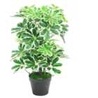 Artificial Schefflera Arboricola Plant Plastic Pot 55Cm